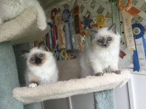 Seal and Blue Point Litter Mates